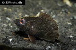 polycentropsis abbreviata polycentropsis abbreviata