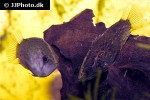 polycentrus schomburgkii polycentrus schomburgkii