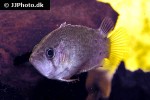 polycentrus schomburgkii polycentrus schomburgkii