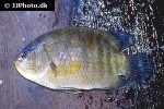 pristolepis fasciata pristolepis fasciata