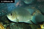 pristolepis fasciata pristolepis fasciata