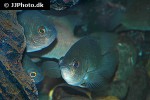 pristolepis fasciata pristolepis fasciata