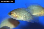 pristolepis grootii pristolepis grootii