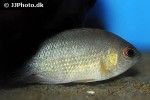 pristolepis grootii pristolepis grootii