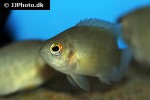pristolepis grootii pristolepis grootii