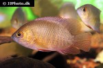 pristolepis grootii pristolepis grootii