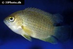 pristolepis marginata pristolepis marginata