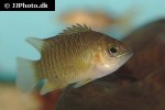 pristolepis marginata pristolepis marginata