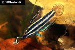 parosphromenus alfredi parosphromenus alfredi