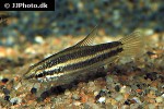 parosphromenus alfredi parosphromenus alfredi