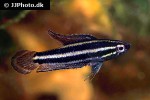 parosphromenus alfredi parosphromenus alfredi