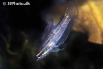 parosphromenus alfredi parosphromenus alfredi