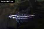 parosphromenus alfredi parosphromenus alfredi