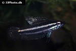 parosphromenus alfredi parosphromenus alfredi