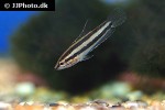 parosphromenus anjunganensis parosphromenus anjunganensis