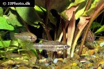 parosphromenus anjunganensis parosphromenus anjunganensis