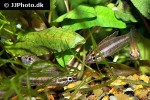 parosphromenus anjunganensis parosphromenus anjunganensis