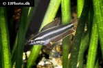 parosphromenus anjunganensis parosphromenus anjunganensis