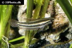 parosphromenus anjunganensis parosphromenus anjunganensis