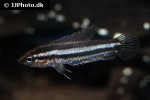 parosphromenus bintan parosphromenus bintan