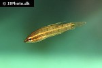 parosphromenus deissneri parosphromenus deissneri