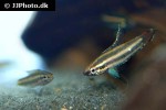 parosphromenus deissneri parosphromenus deissneri