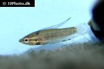 parosphromenus deissneri parosphromenus deissneri