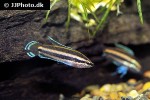 parosphromenus deissneri parosphromenus deissneri