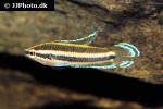 parosphromenus deissneri parosphromenus deissneri