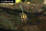 parosphromenus deissneri parosphromenus deissneri