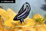 parosphromenus harveyi parosphromenus harveyi
