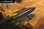 parosphromenus harveyi parosphromenus harveyi