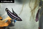 parosphromenus harveyi parosphromenus harveyi