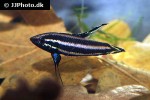 parosphromenus harveyi parosphromenus harveyi