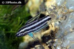 parosphromenus harveyi parosphromenus harveyi