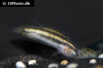 parosphromenus nagyi parosphromenus nagyi