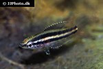 parosphromenus nagyi parosphromenus nagyi