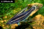 parosphromenus nagyi parosphromenus nagyi