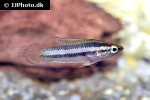 parosphromenus nagyi parosphromenus nagyi