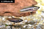 parosphromenus nagyi parosphromenus nagyi