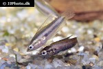 parosphromenus nagyi parosphromenus nagyi