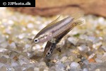 parosphromenus nagyi parosphromenus nagyi