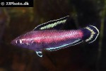 parosphromenus nagyi parosphromenus nagyi