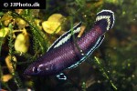 parosphromenus nagyi parosphromenus nagyi
