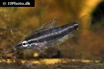 parosphromenus nagyi parosphromenus nagyi