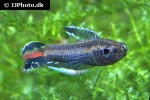parosphromenus ornaticauda parosphromenus ornaticauda