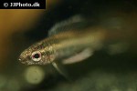 parosphromenus ornaticauda parosphromenus ornaticauda