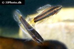 parosphromenus ornaticauda parosphromenus ornaticauda