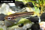 parosphromenus ornaticauda parosphromenus ornaticauda