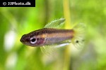 parosphromenus ornaticauda parosphromenus ornaticauda